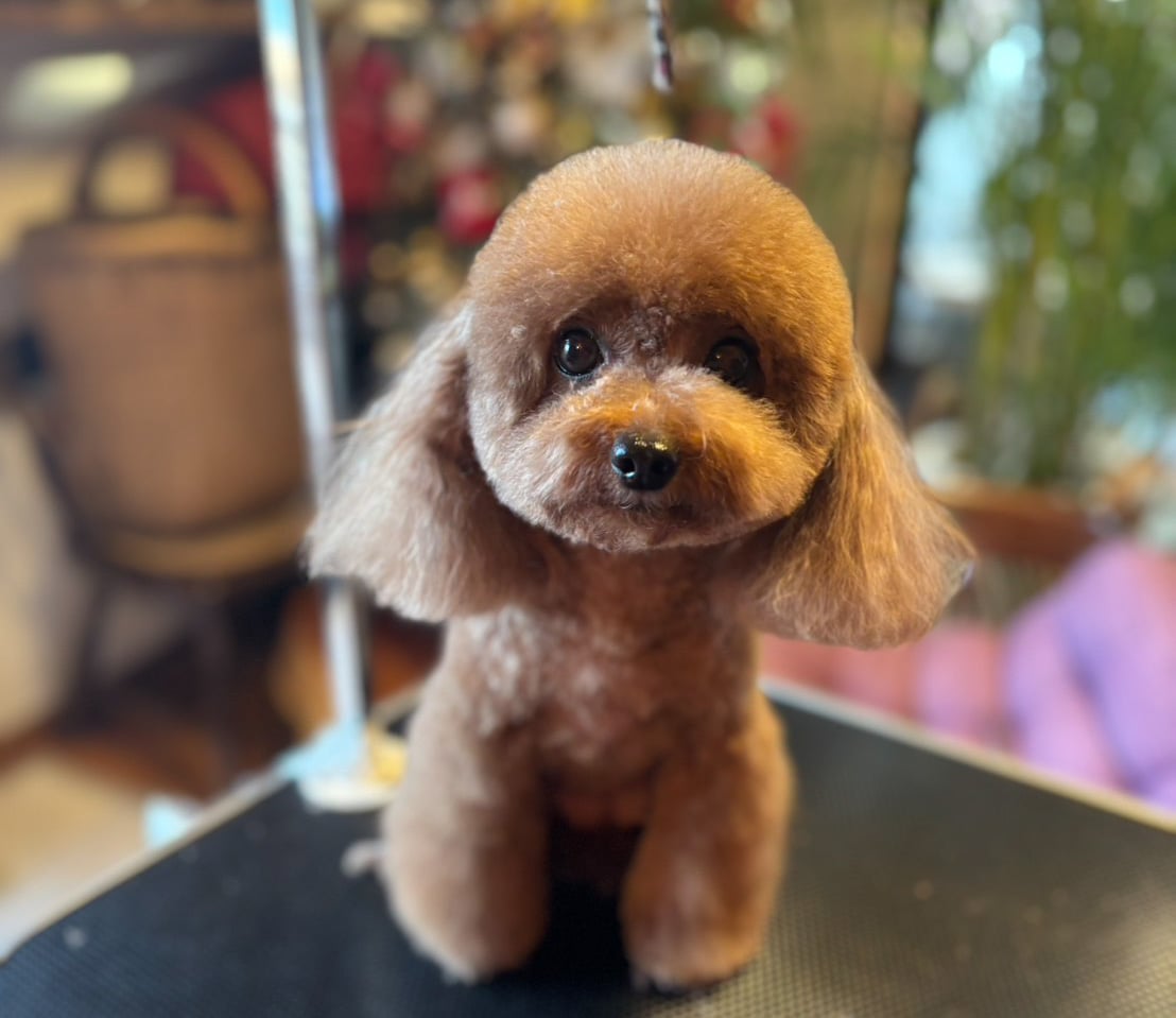 施術後のわんちゃん②