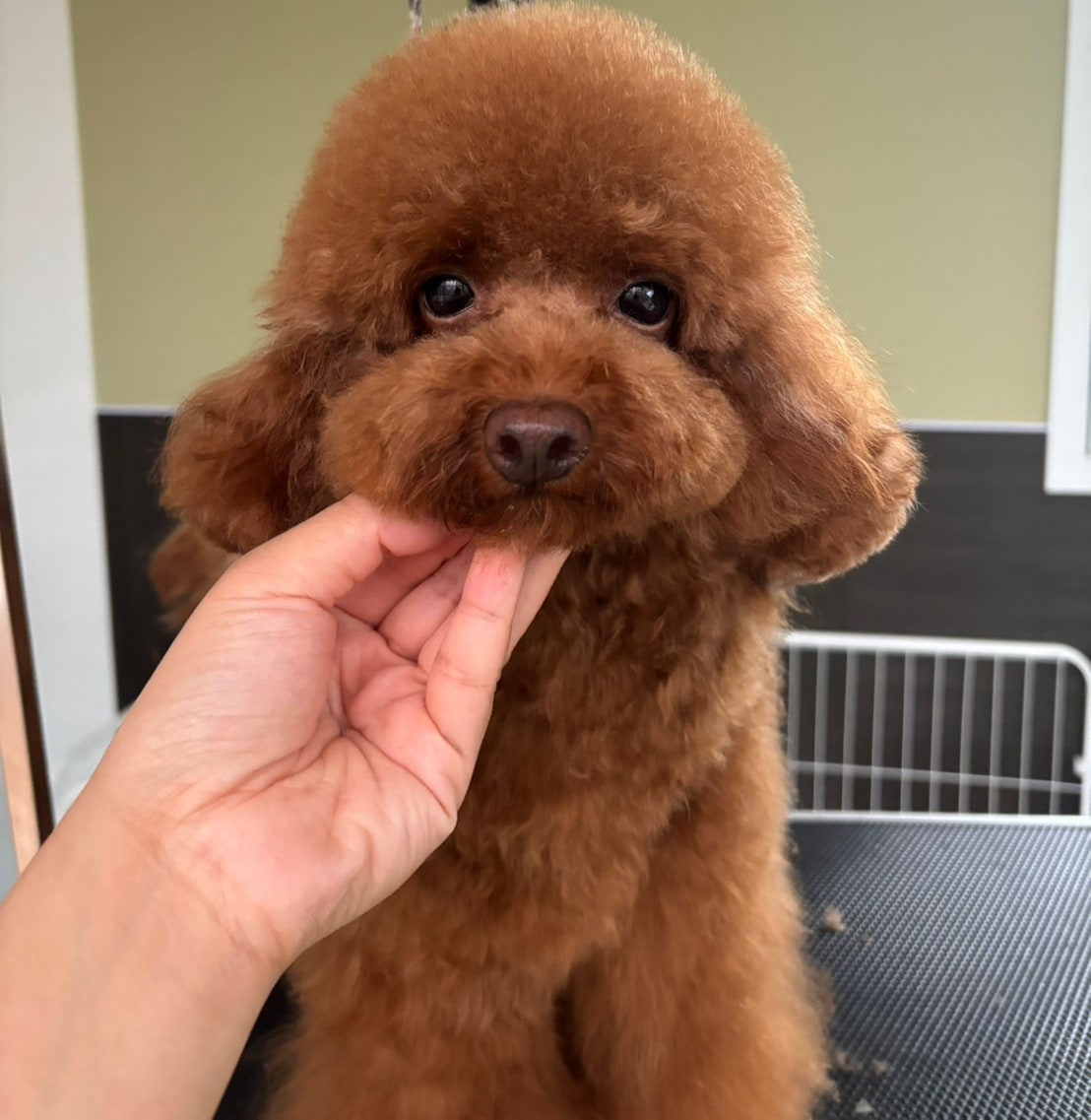 施術後のわんちゃん④